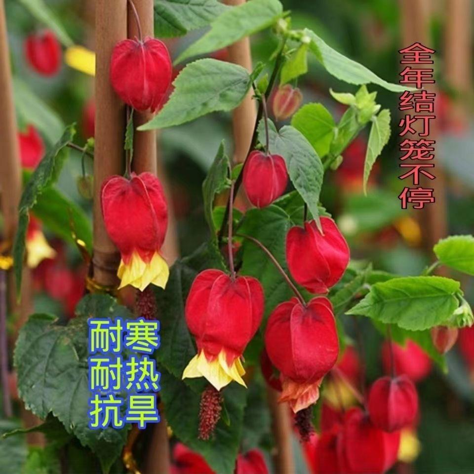 漳平市永福茗花轩花木场
