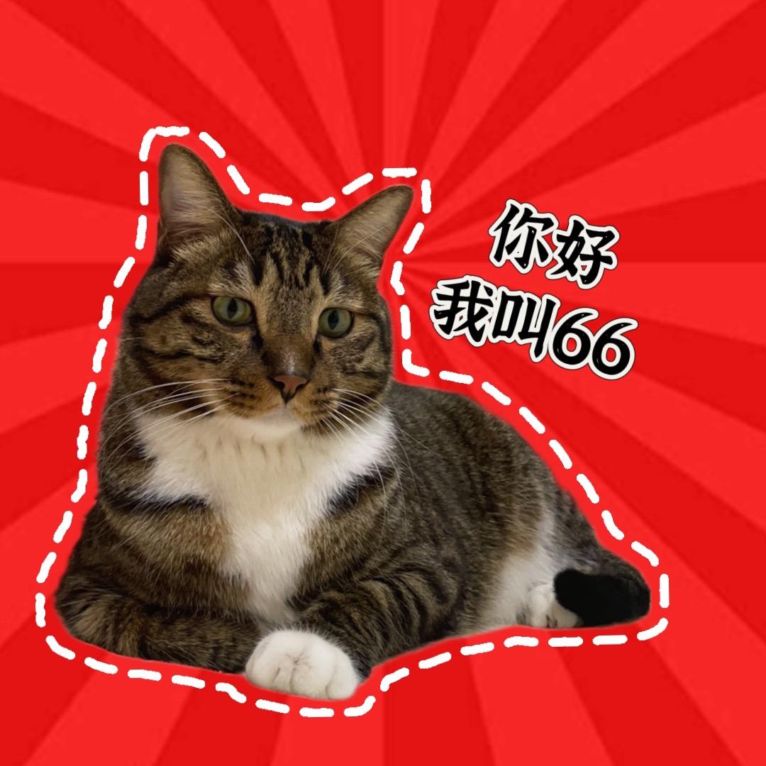 我叫66