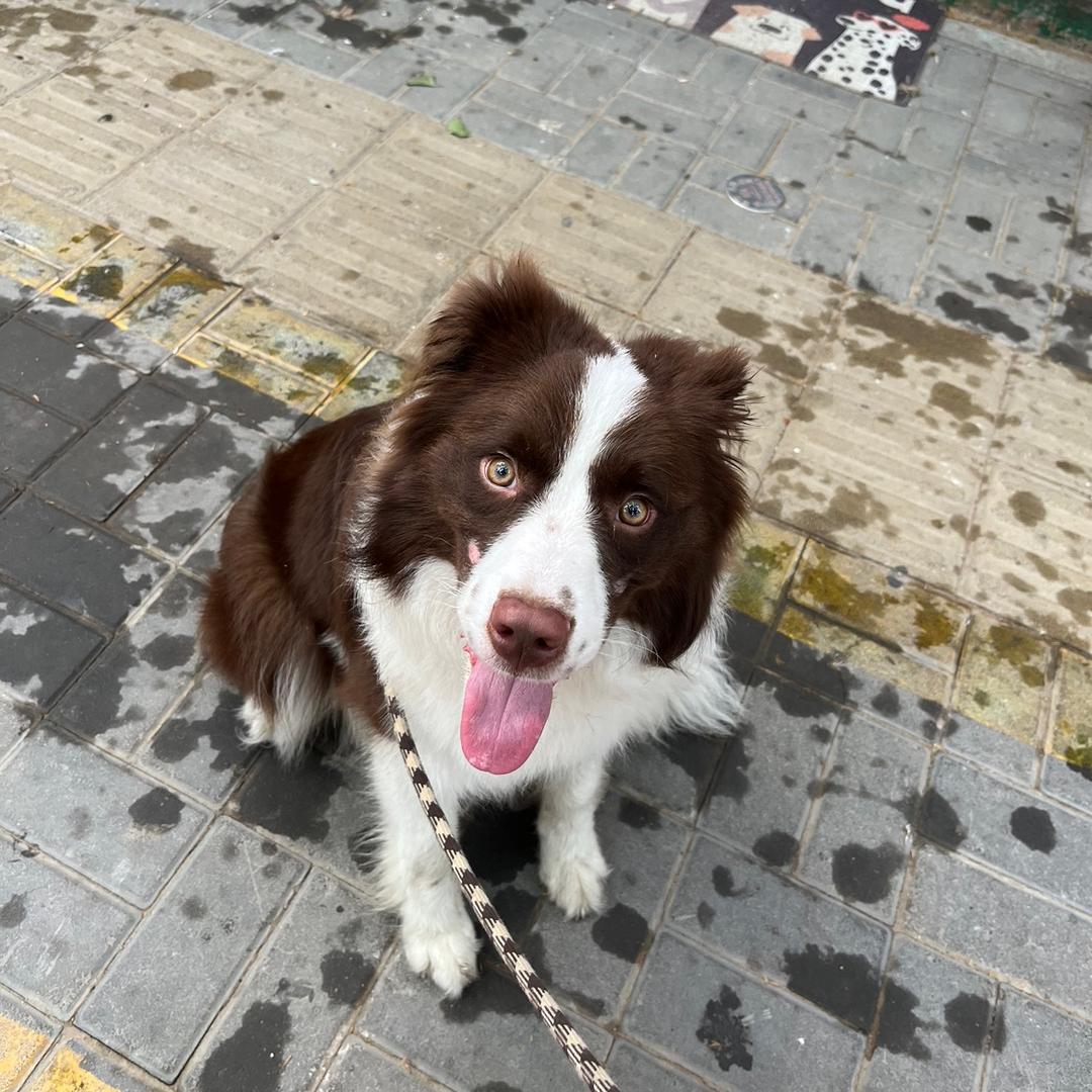 🐱喜猫喜狗🐶·宠物店（扶沟店）