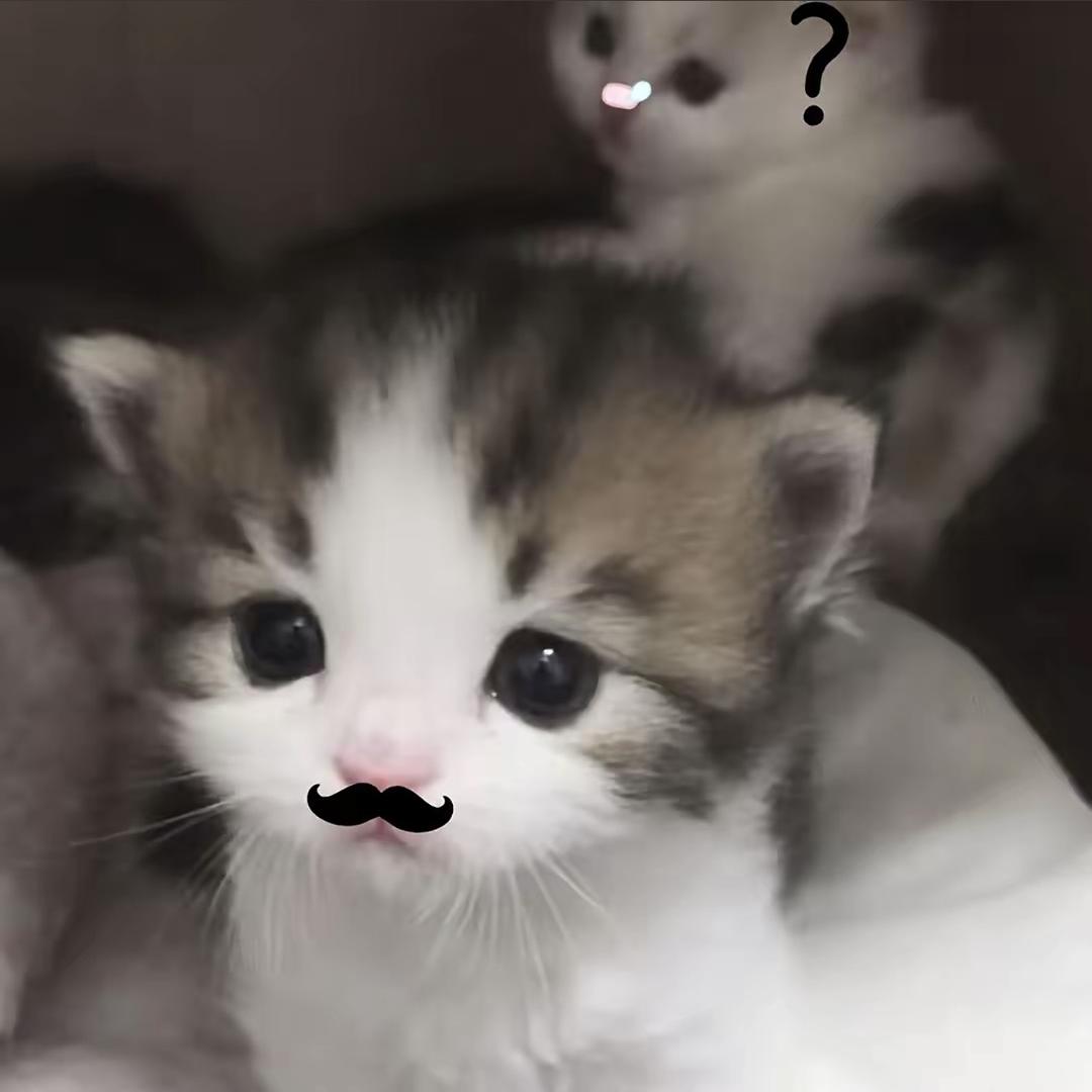 戀貓癖，…