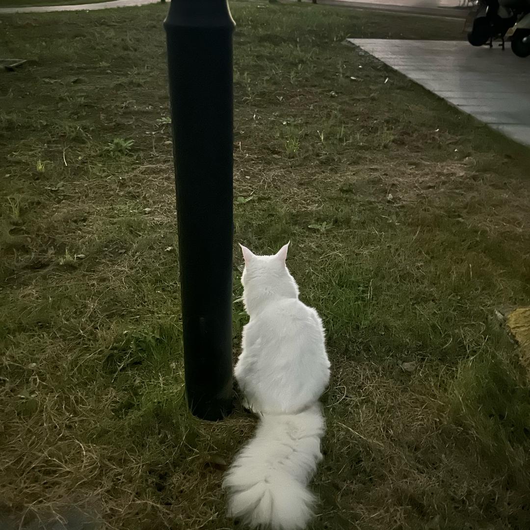 Dr私人说猫(猫咪鉴定)