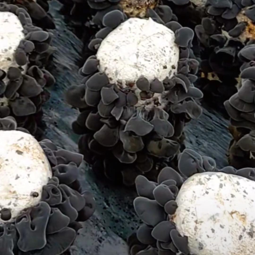 东北特产批发木耳直销