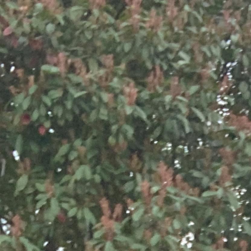 琼