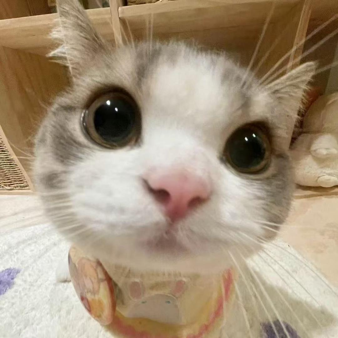 狗七函妹
