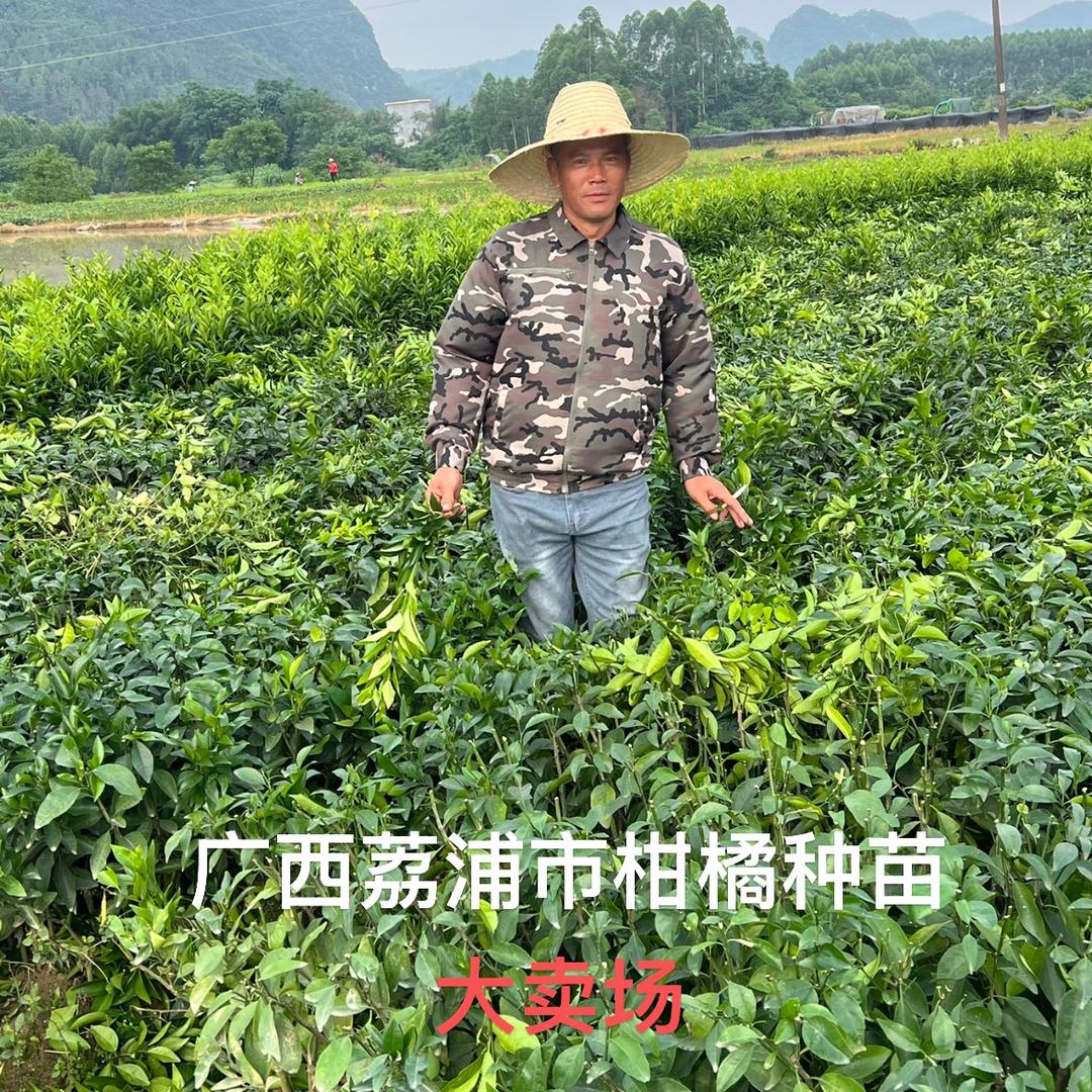 🇨🇳风雨人生