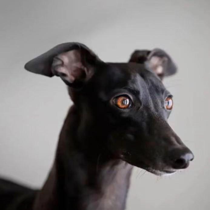 辉哥犬业“金条/黑豆”