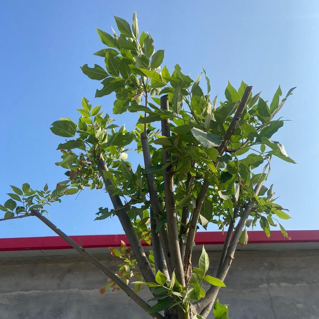 柠檬草