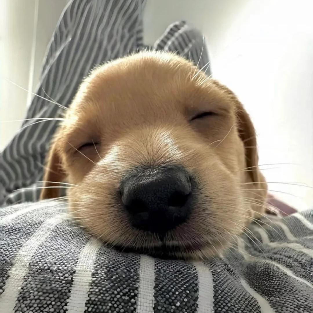 不吃鸡蛋黄