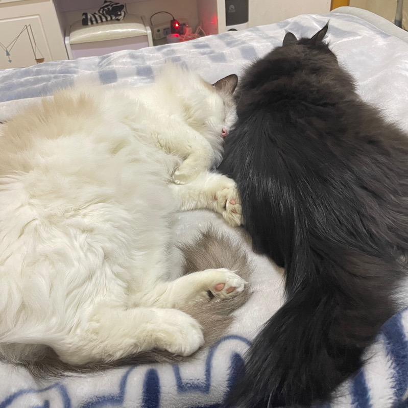 狮王与猫【meow～】