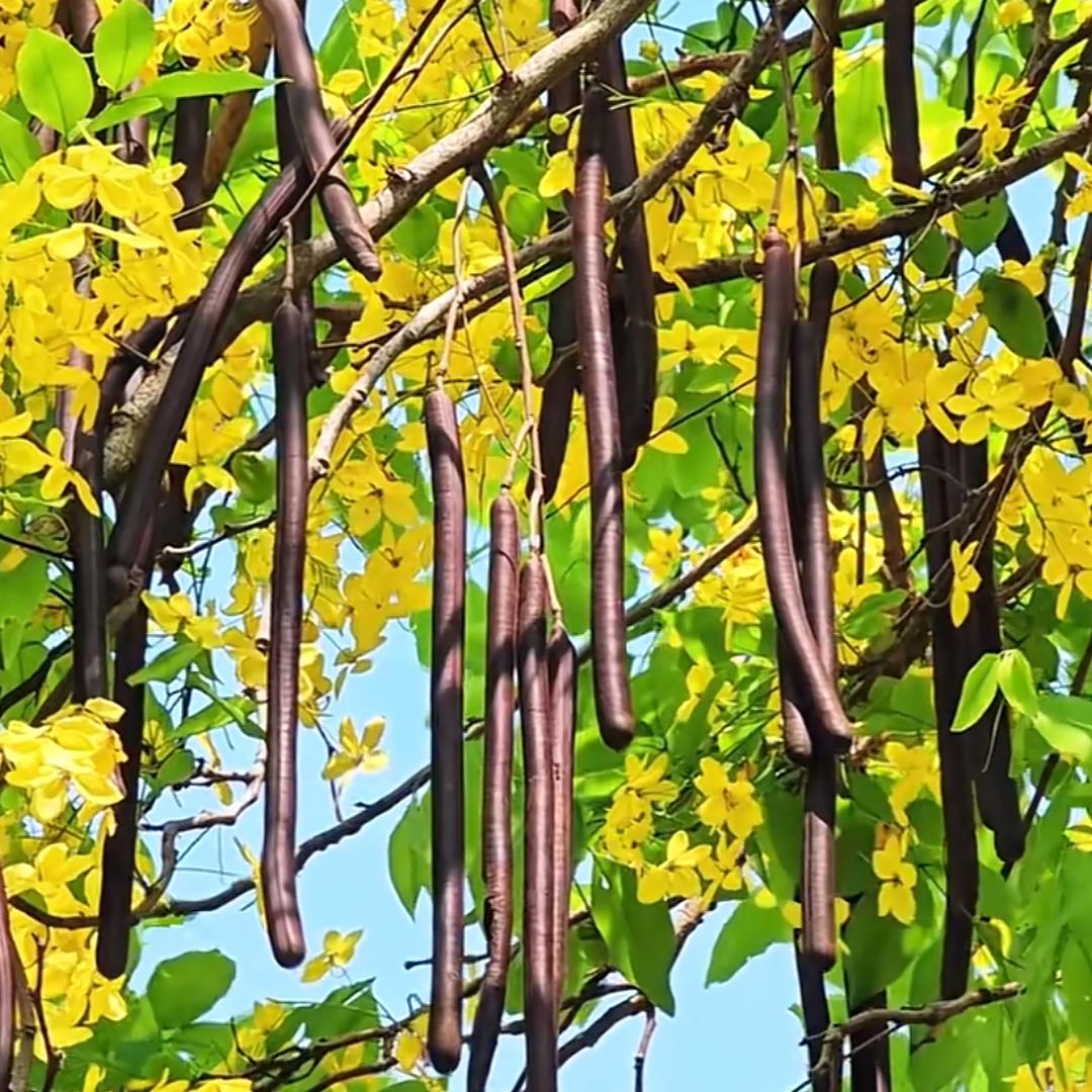 拉屎果专场（腊肠果、便秘果）