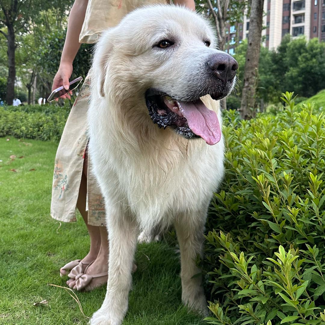 大白熊憨憨