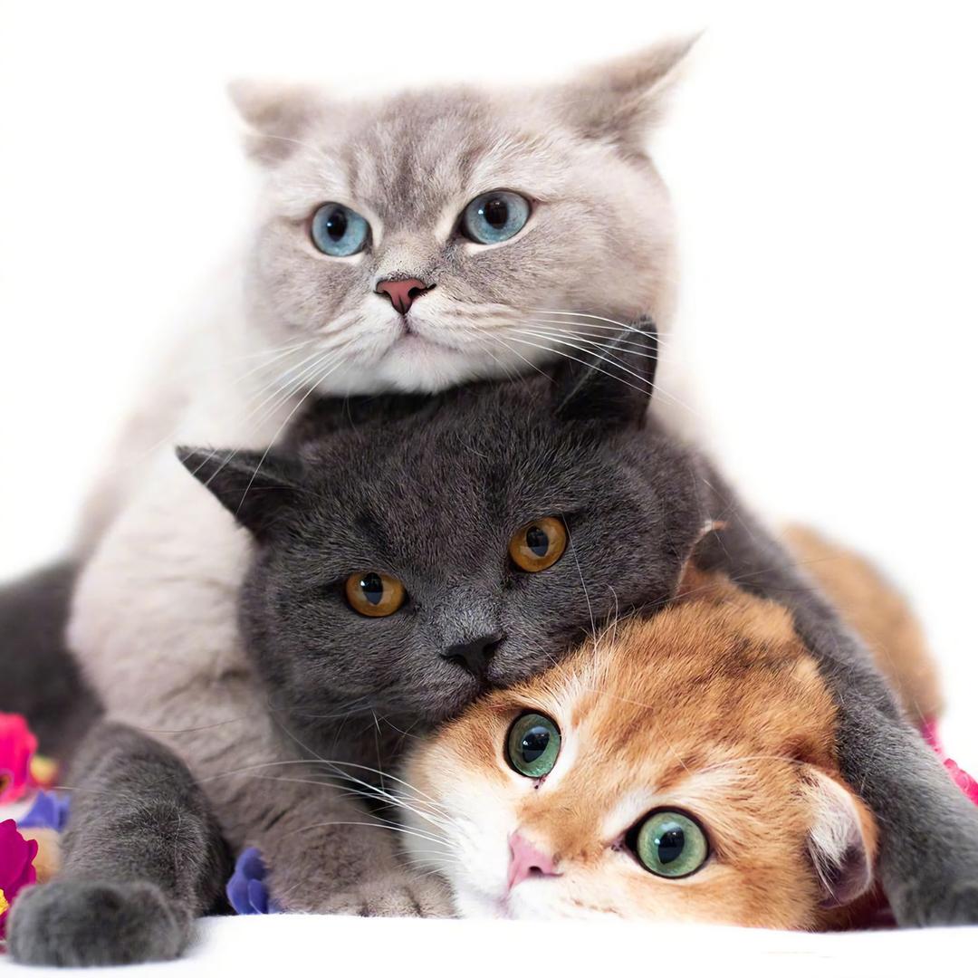 屋顶上的喵🐱