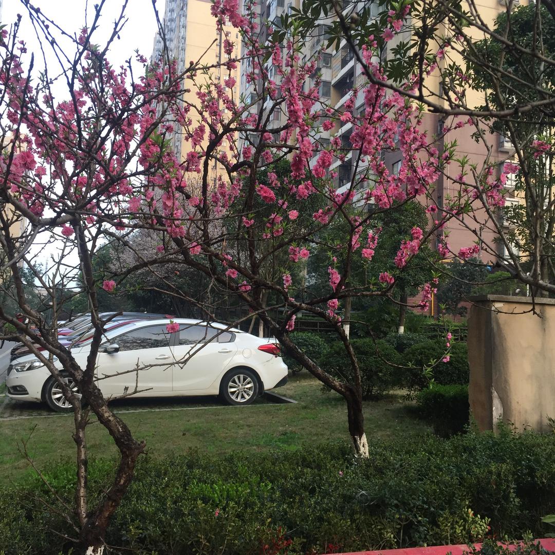 开花结果