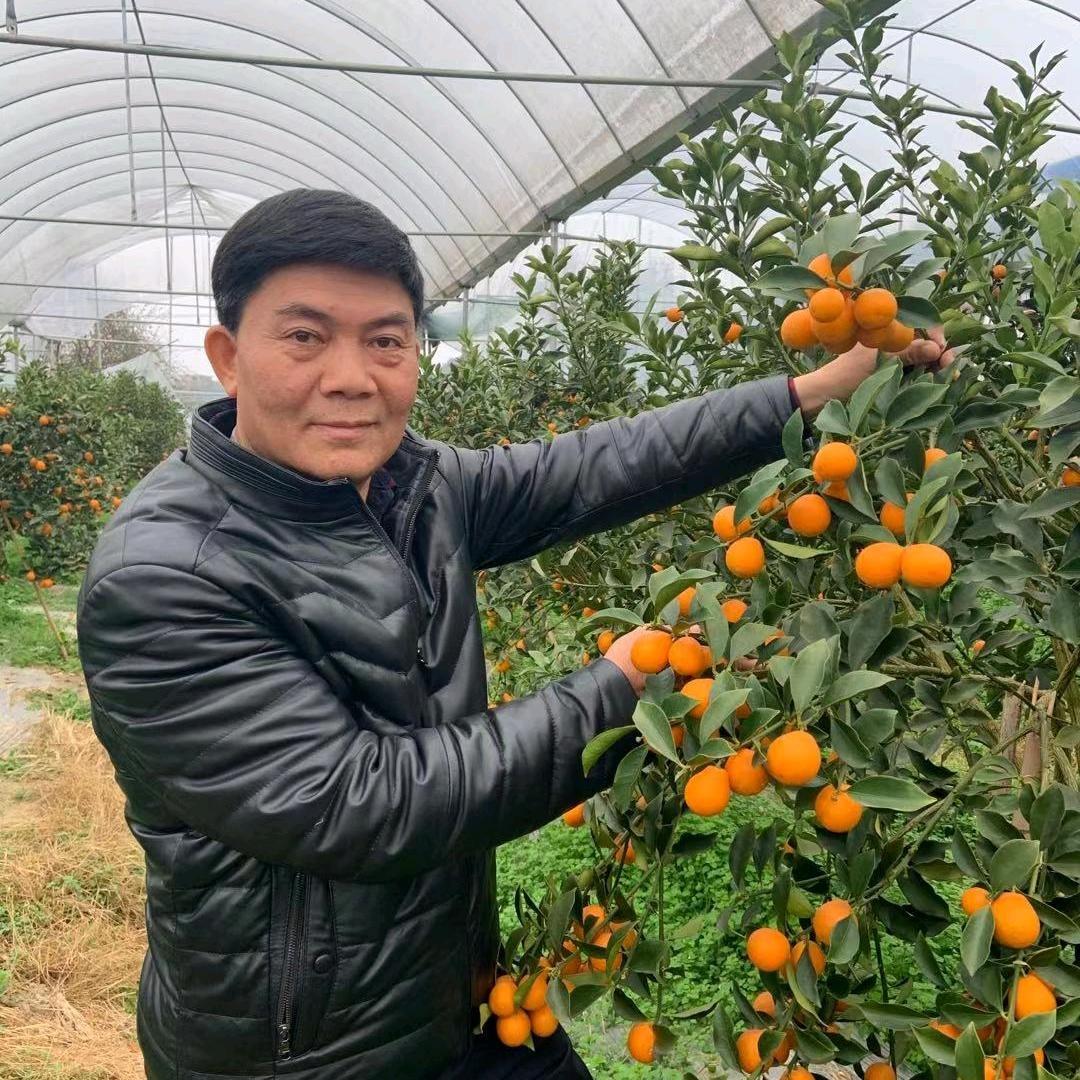 登哥讲脆蜜金桔