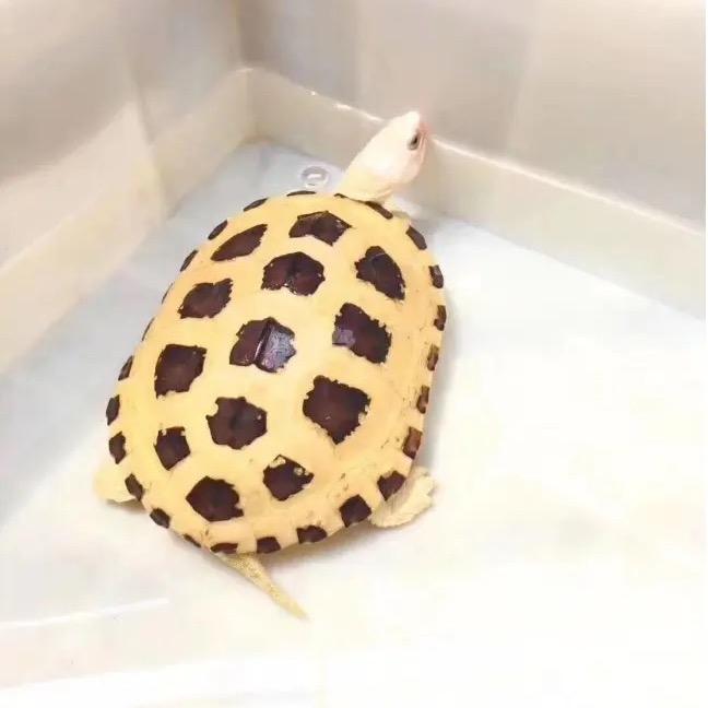 火锅之味828