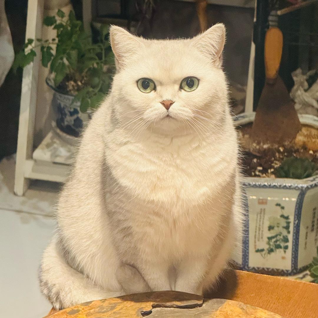白果果🐈酱