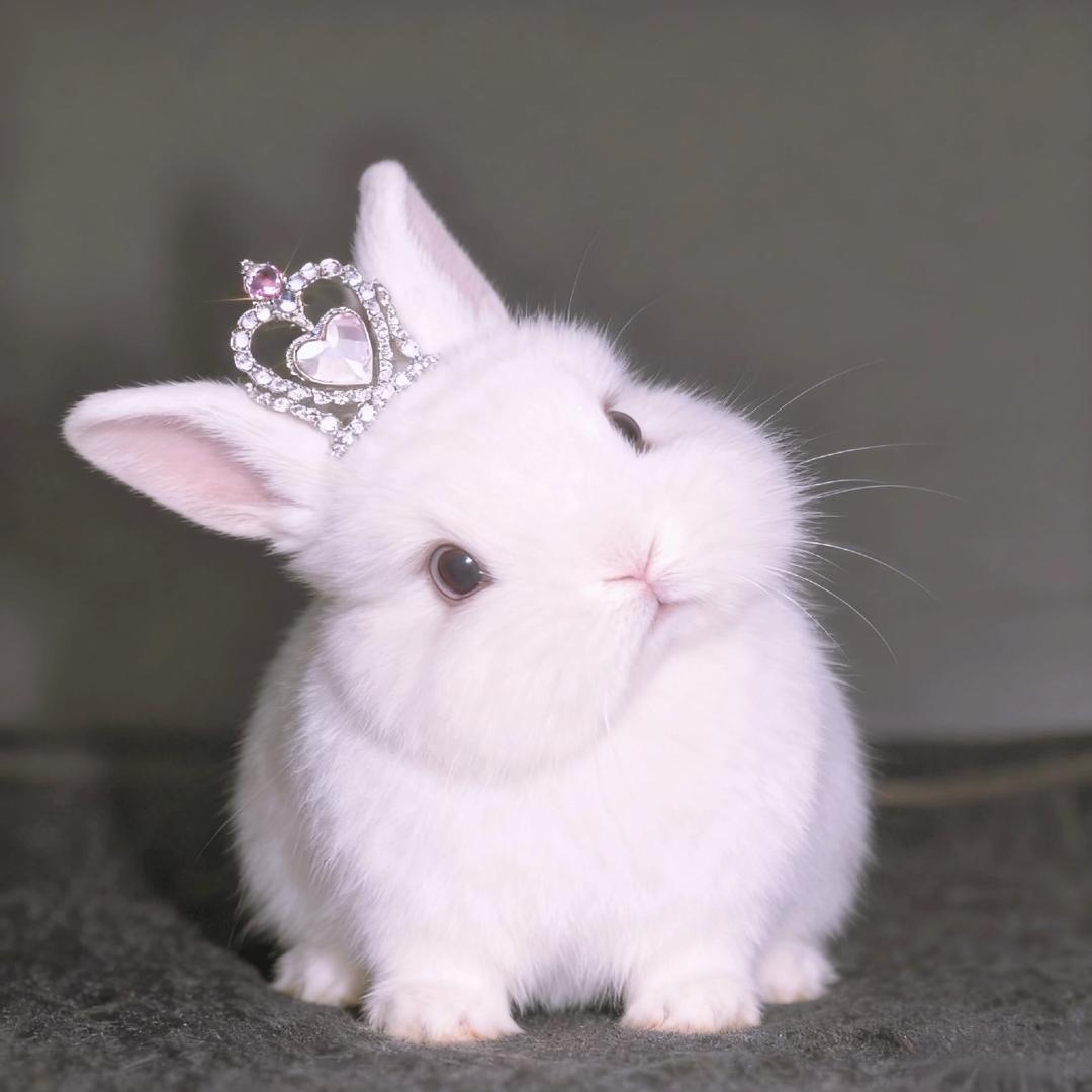 小金毛