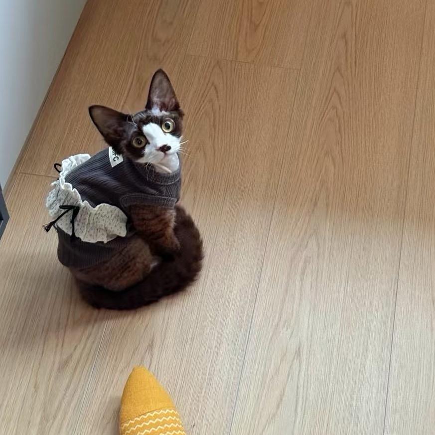 给你一电炮🐱🐶
