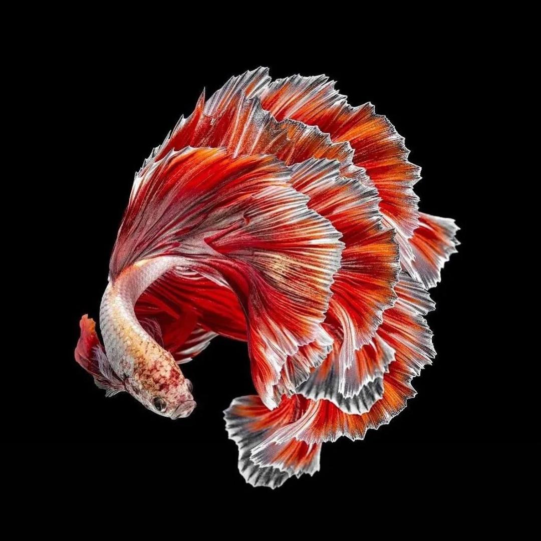 淘淘水族馆