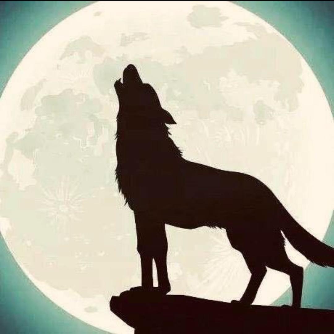 野狼🐺🐺🌱🌱