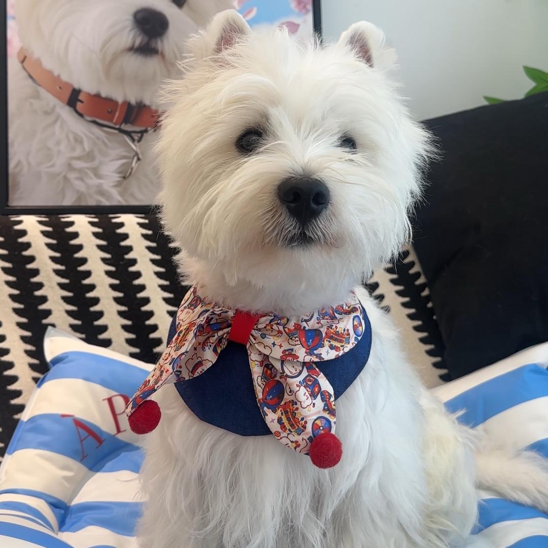 呼呼家的猫姐狗弟