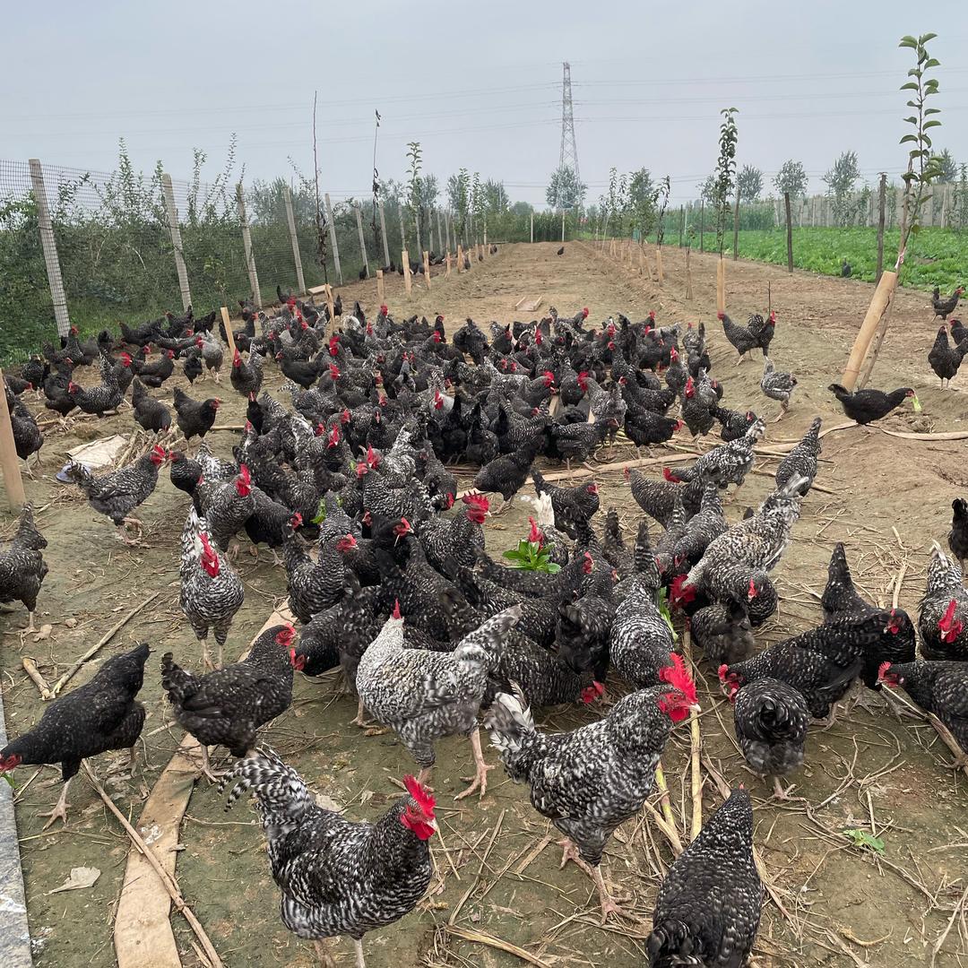 散养土鸡🐔阿龙