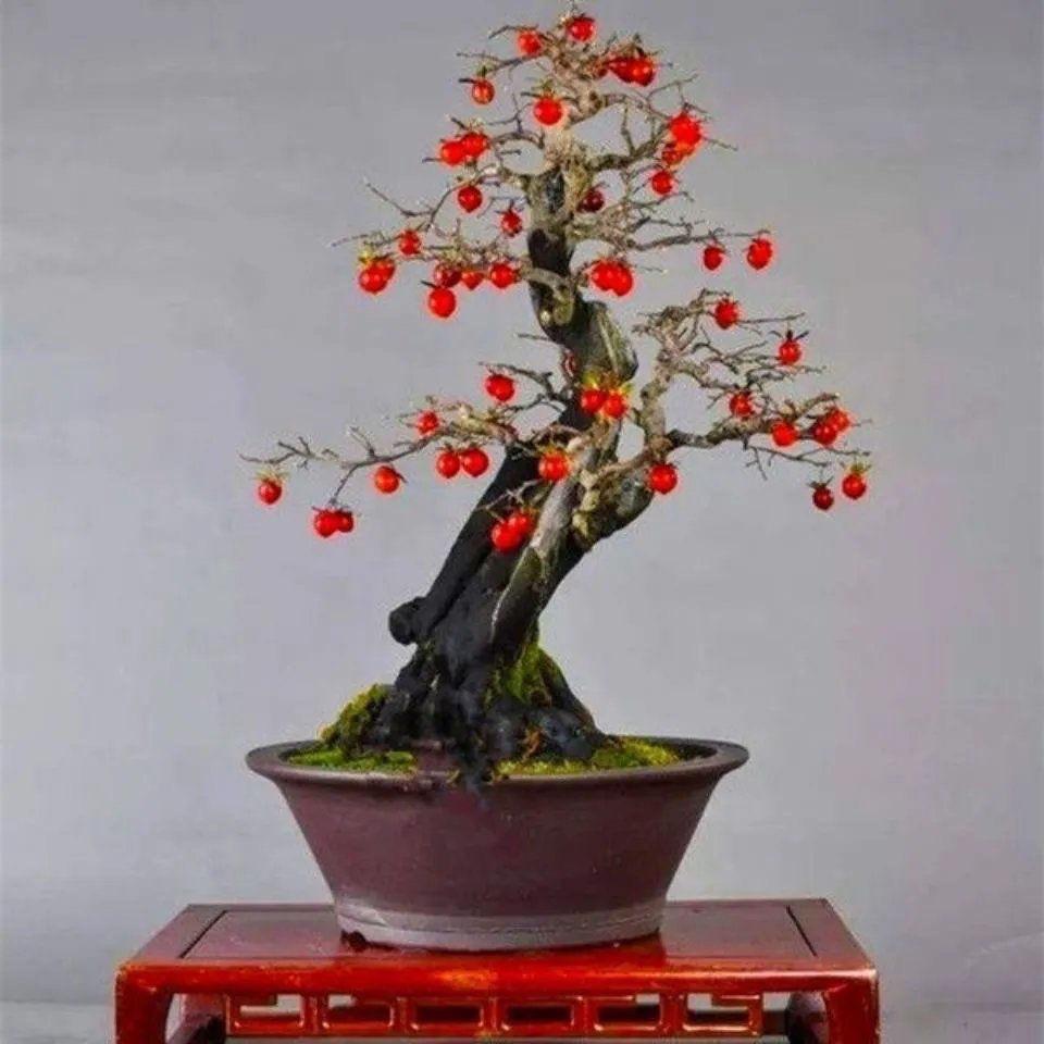 振红绿植店