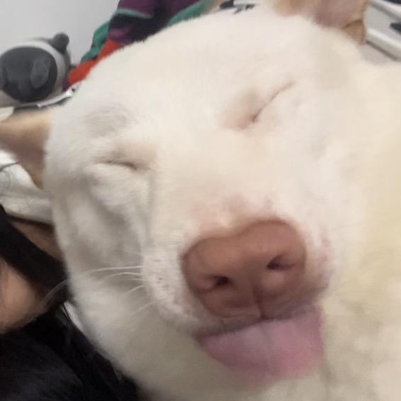 暴躁肥仔