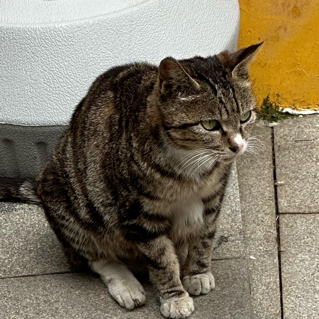 云中墨色浅画凉