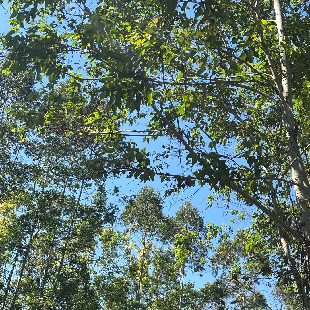 我就是我，不一样的烟火