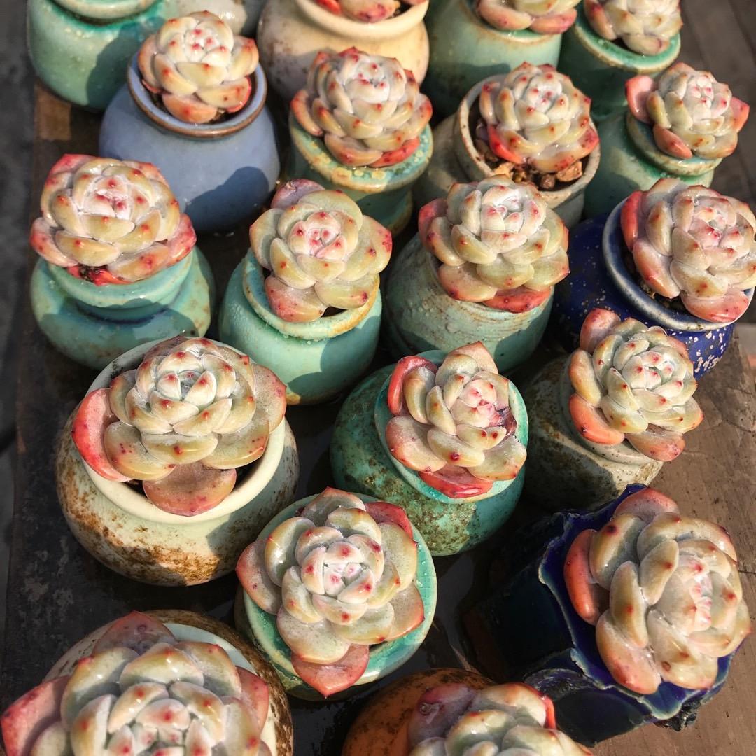 糖果花盆