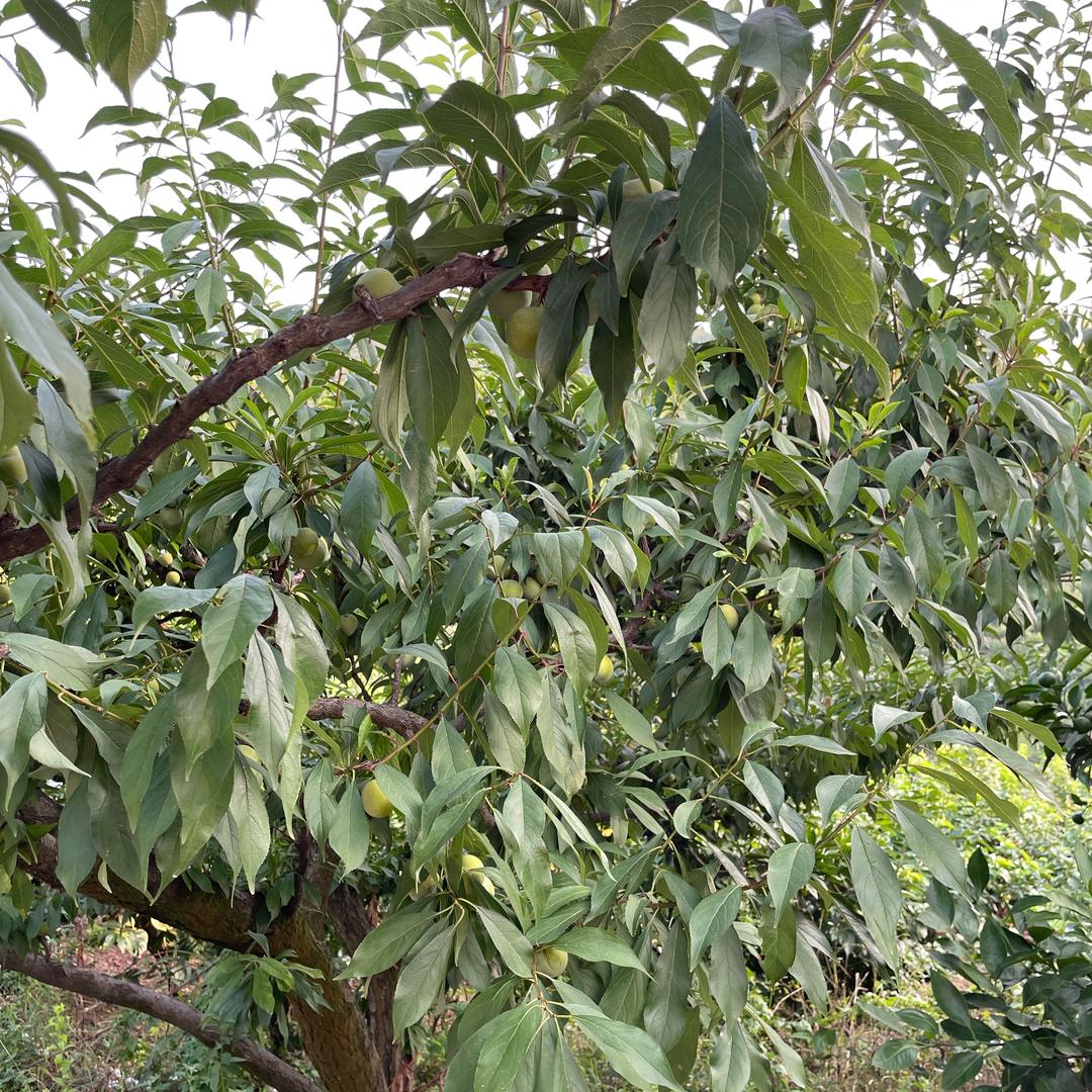 新鲜水果直发基地