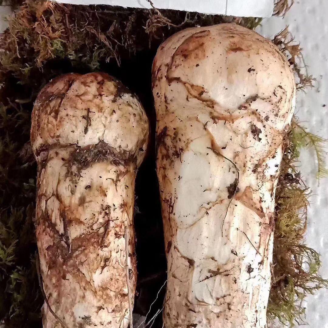 雅江阿珂登巴高原特产