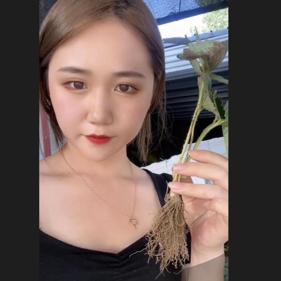 苗木妹妹的草莓育苗基地