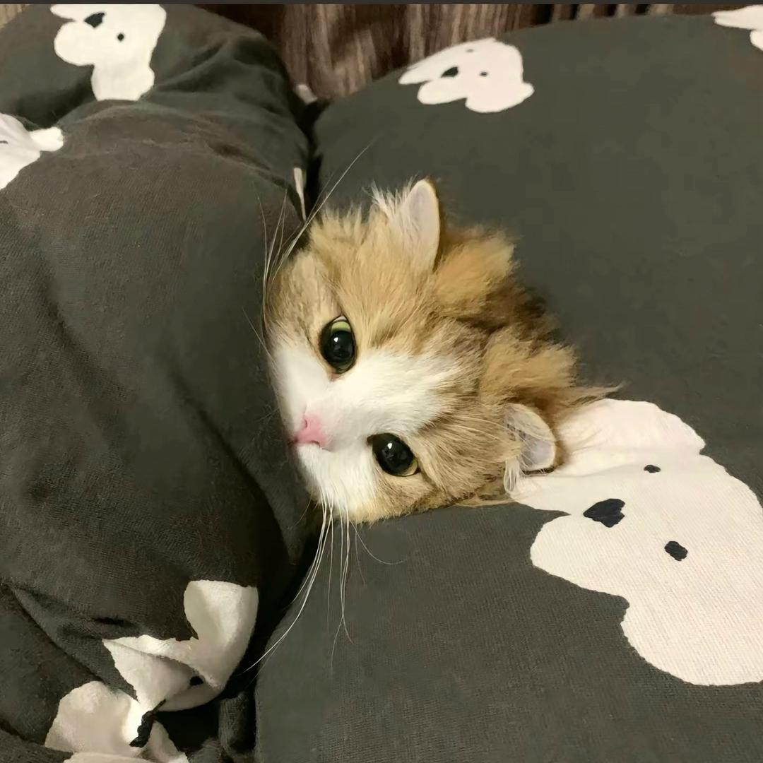 珍妮玛•piaoli昂