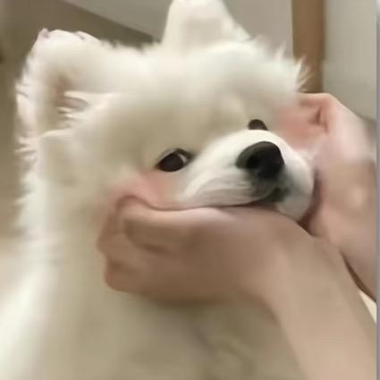 大头家的宠物