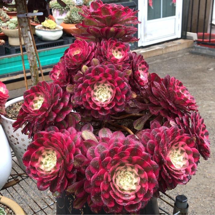 七彩锦园艺(早上6点开播)