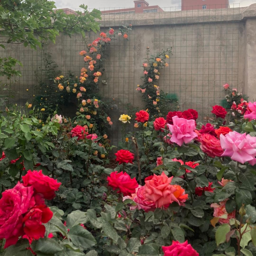 梦中蝴蝶🦋