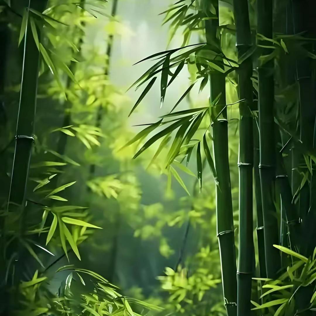 竹林潭影