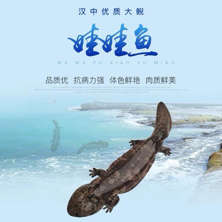 娃娃鱼大鲵养殖场