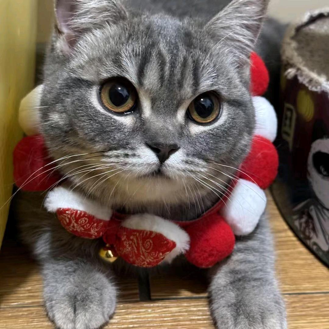 老鼠猫猫