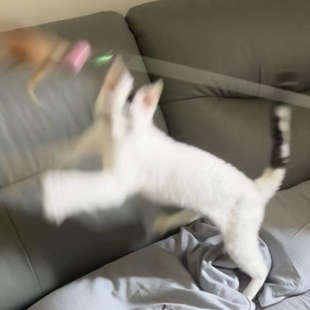 我是一只小满