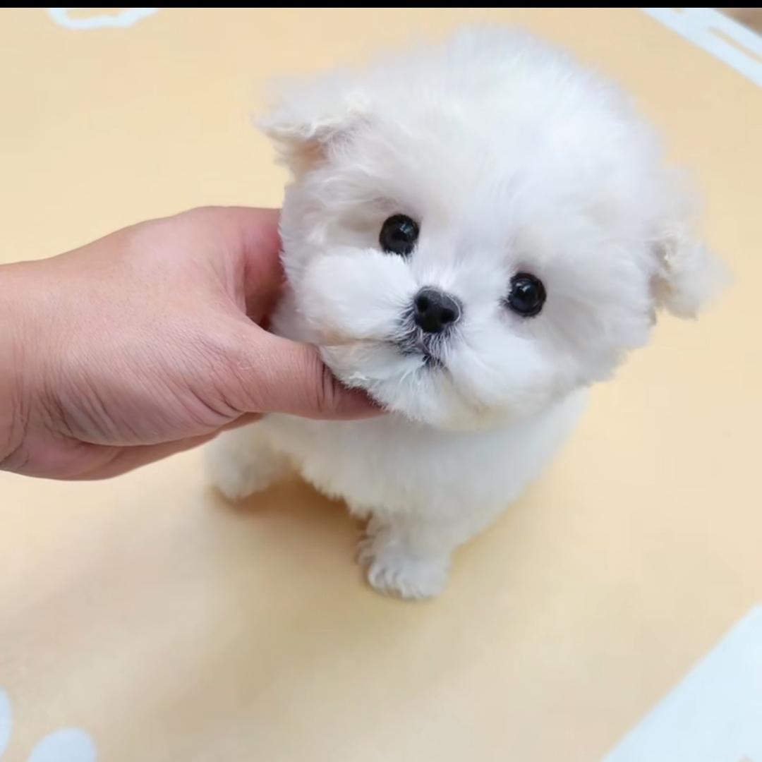 花花家比熊—2⃣️号