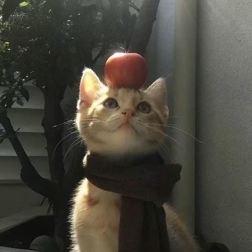 呆呆