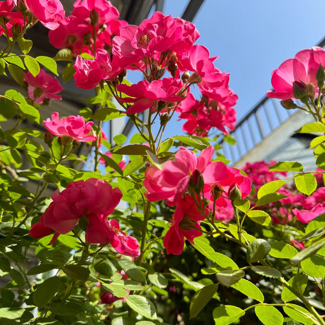 诗和远方🚲🚲