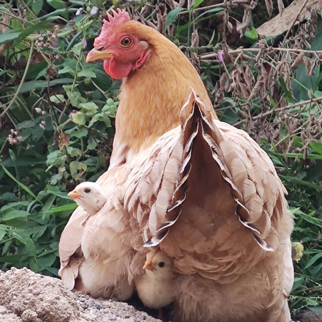 🐔李大妈生态农场🐔