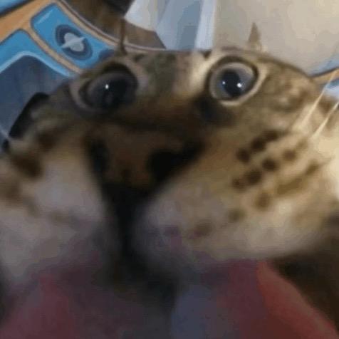 11点准时睡觉💤