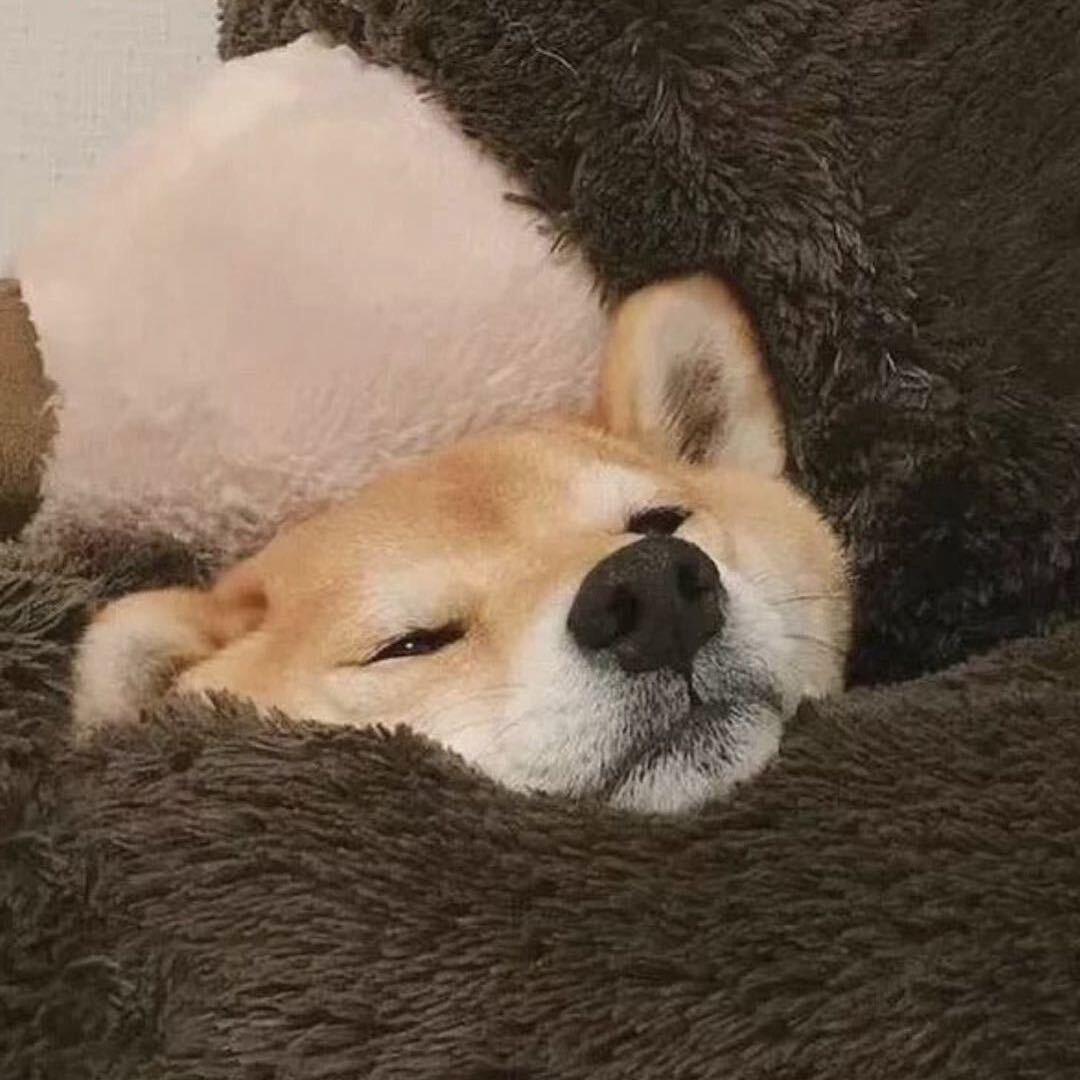 喜狗喜猫萌宠生活馆