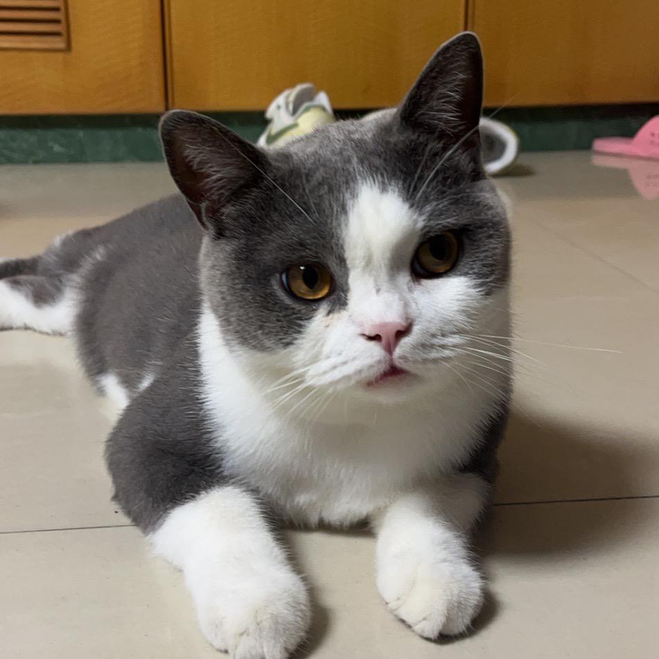 爱吃甜食的芹菜🍌