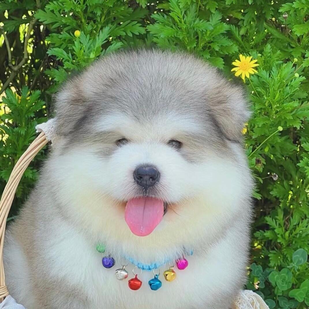 探宠繁育基地（8oo左右）